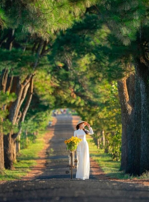 checkin hàng thông trăm tuổi cổ thụ gia lai – review gia lai